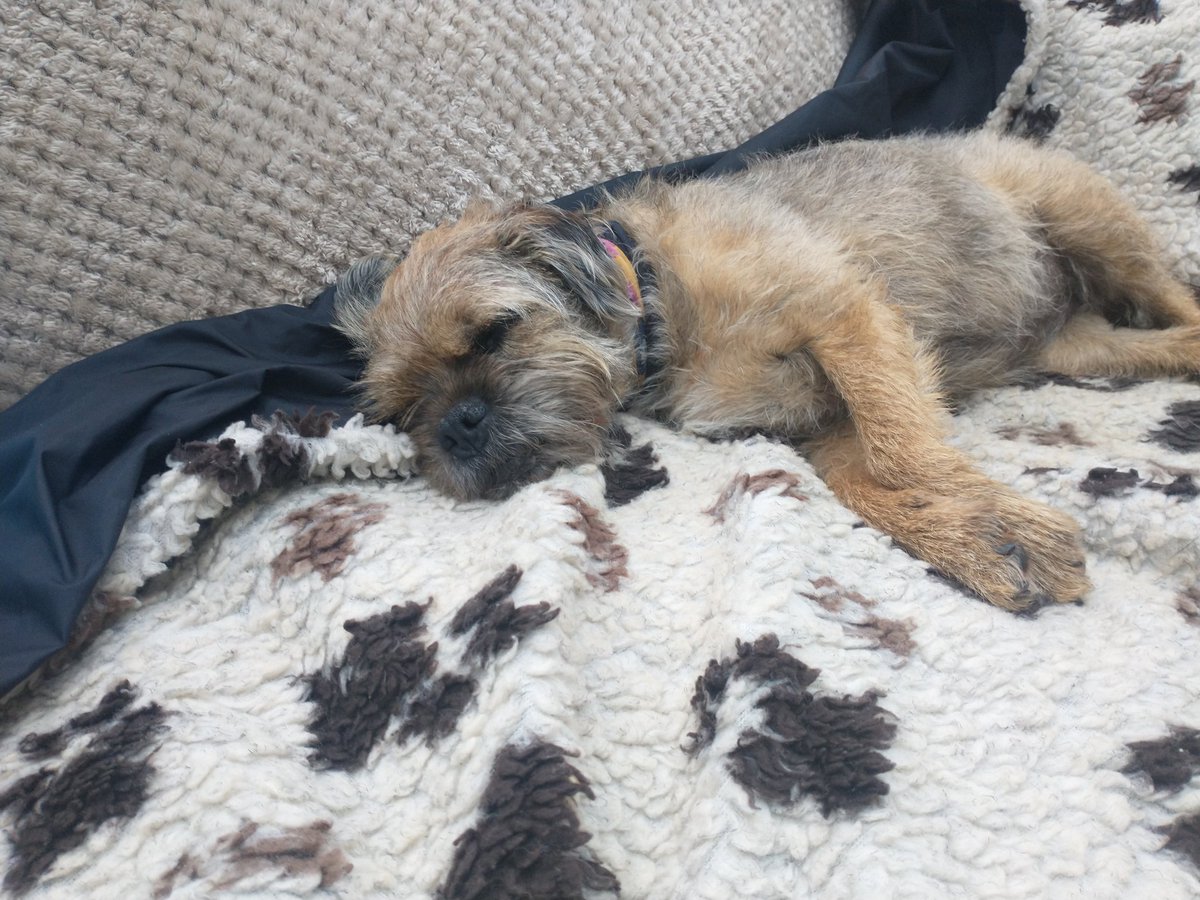 Maisie-Moo 🐿️🐾 🌈 tweet media
