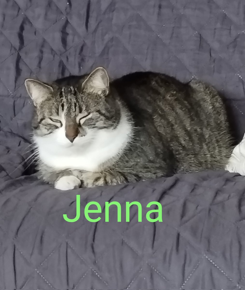 Have a marvellous #kittyloafmonday all! Friendly greetings from Iduna&Jenna 😺#cats #calicocrew #tabbytroop A new week has begun. Yay! Make it a great one! 🙂#MondayMotivation