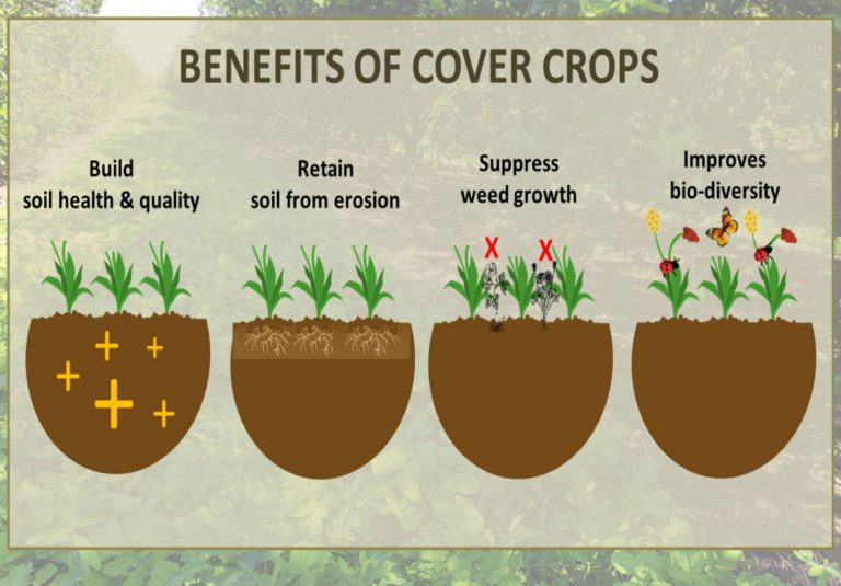 🔘Cover crops 
In agriculture, cover crops are plants that are planted to cover the soil rather than for the purpose of being harvested. Cover crops manage soil erosion, soil fertility, soil quality, water, weeds, pests, diseases, biodiversity and wildlife in an agroecosystem—an
