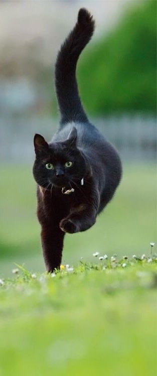 yuad127's tweet photo. ⁦@BarbaraDonato17⁩ 
Good morning sweetie Barbara chan 🙋‍♀️
Happy Monday to my dear friend 
Have a great day 
🐱🙋‍♀️🫖🍁🌼🌹🌸💐🏡 https://t.co/U0bYGQpdmG
