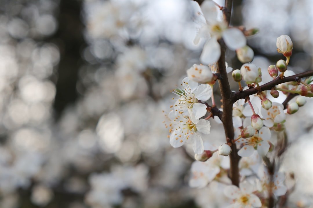 In a belated poem for #InternationalDayofForests, I wrote about spring's pale herald, the blackthorn. 
Sloe, below, and link in bio
