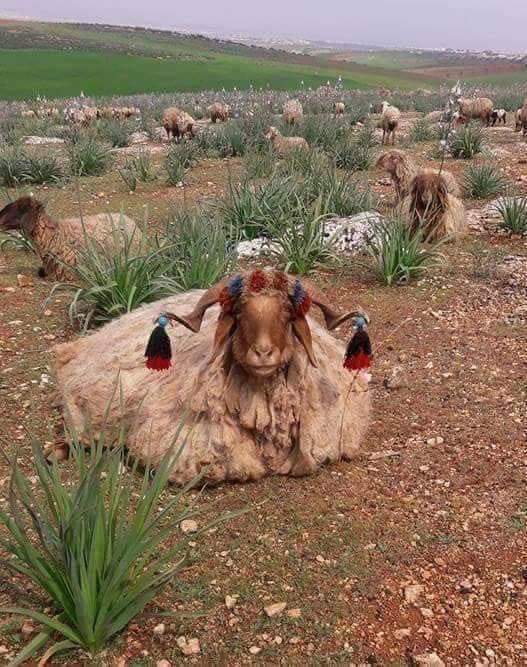 المرياع

هل تعلم ما هو المرياع ؟
المرياع. ..هو خروف من الغنم يُعزل عن أمه يوم ولادته ويسقى حليبها دون أن يكتحل برؤيتها ويوضع مع أنثى حمار غالباً ليرضع منها حتى يَعتقد بأنها أُمه وبعد أن يكبر يُخصى ولا يُجَزّ صُوفه للهيبة !
وتنمو قرونه فيبدو ضخما ذا هيبة.. وتعلق حول عنقه الأجراس