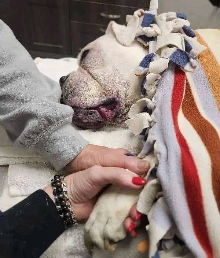 Boxer Dog Lovers & Owners tweet media