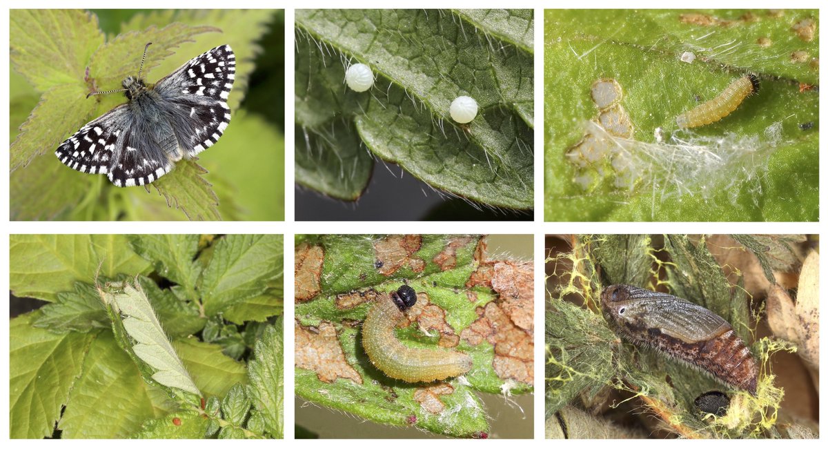 The Grizzled Skipper is a rarity in the East Midlands, which is the northern limit of the butterfly's UK range. Take a look at our latest blog post to learn more about the Grizzled Skipper's lifecycle: nottsbag.org.uk/.../life-cycle…
Images: Mark Searle
