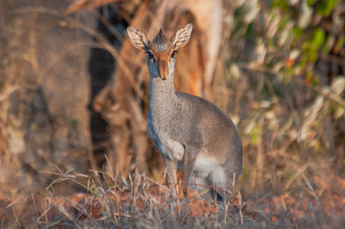 Last weekend I got a chance to visit Mpala Research Center (Laikipia County) amazing would be an understatement teaming with Wildlife and Birds (Yoh and did I shoot Birds!)

Lets go with the wildlife first...

#MpalaResearchCenter #wildlifephotography #TembeaKenya #LaikipiaCounty