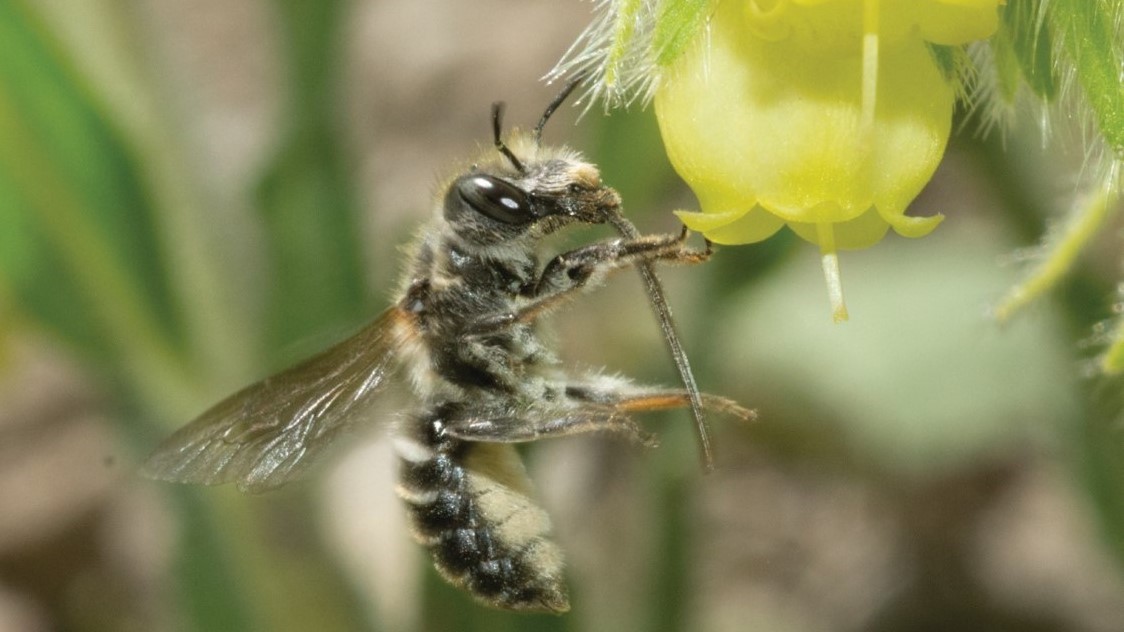 This incredible #newspecies is currently only known to a small region of the French Alps, and areas more than 2,000 km away in the mountains of Turkey and Iraq! 🐝🇫🇷🇹🇷🇮🇶 🔗Read all about it on the @Pensoft blog: blog.pensoft.net/2024/03/25/rar… #Hymenoptera