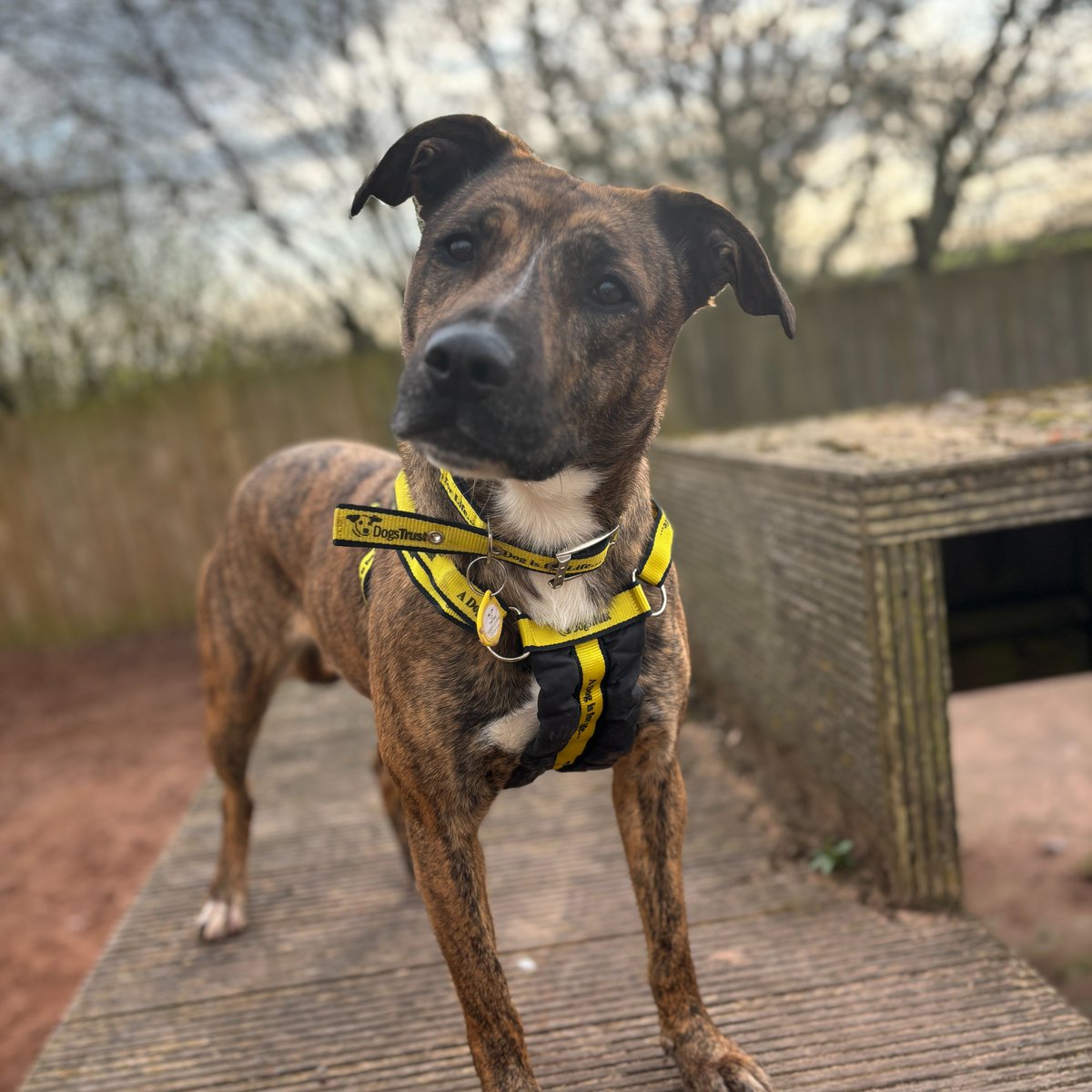 Syrup is searching for her #ForeverHome To find out more, please visit our website... dogstrust.org.uk/rehoming/dogs/… #Crossbreed #DogsTrust #AdoptDontShop