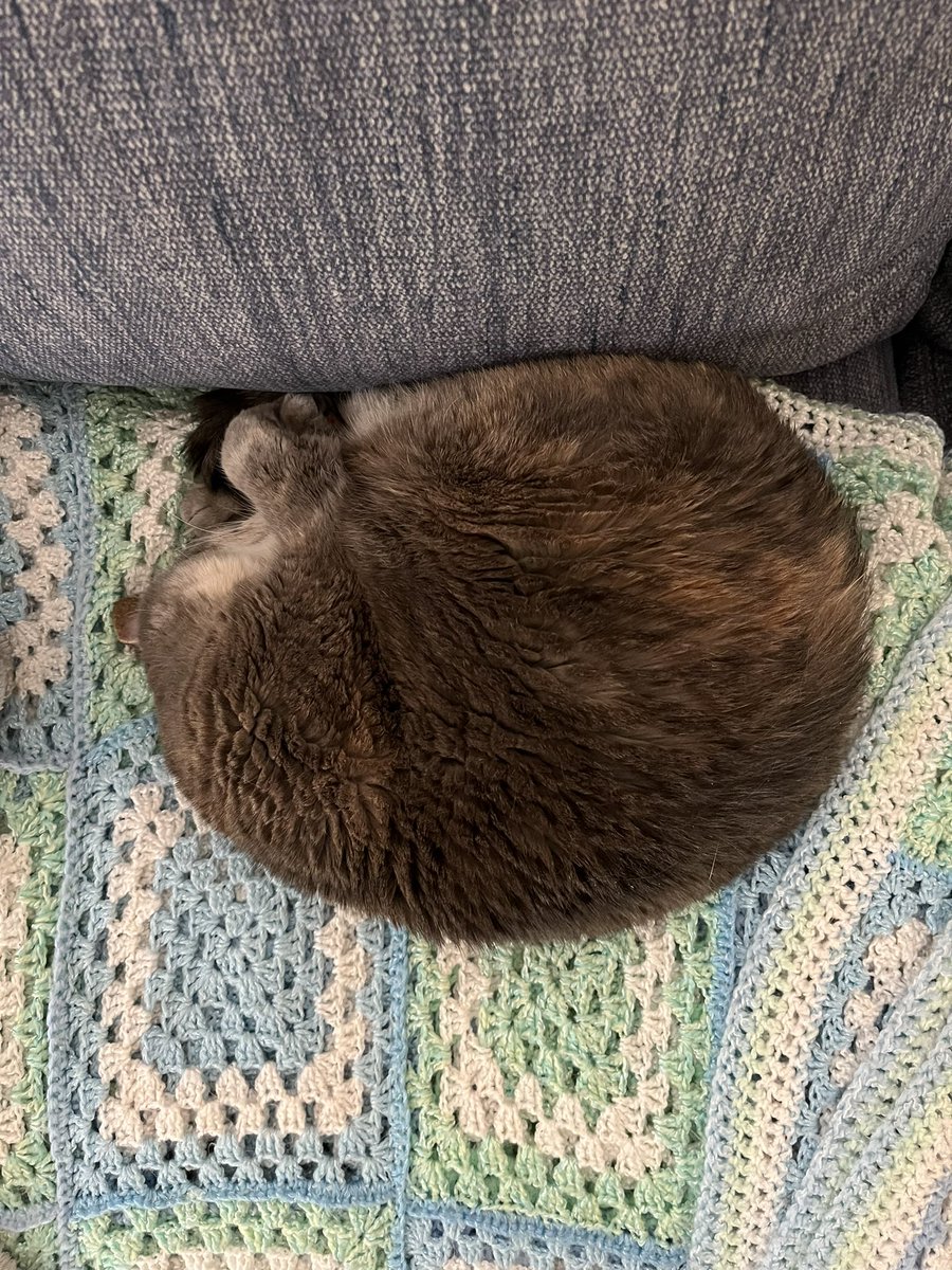 Someone left a grey croissant on the couch. #kittyloafmonday #CatsOfTwitter #cats #CatsOnX