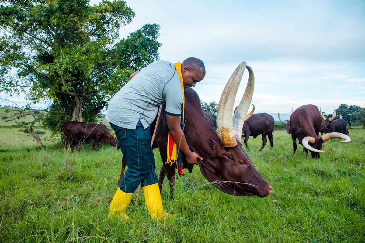 At our lodge, you can get up close and personal with our cows by joining one of our guided farm tours. You'll have the opportunity to meet our cows, learn about their daily lives, and even help with feeding and milking ☎️ +256776210872 | +256776200080 🌐 emburarafarmlodge.com