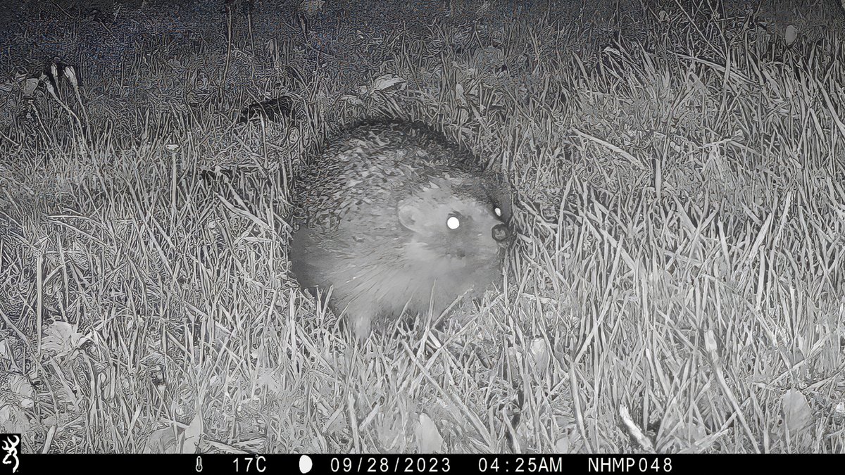 📣We're pleased to announce we've partnered with @hedgehogsociety for a new national #hedgehog survey!📣 The National Hedgehog Monitoring Programme #NHMP is a new approach to counting hedgehogs and we need your help.🦔 Want to get involved? Learn more 👉 nhmp.co.uk