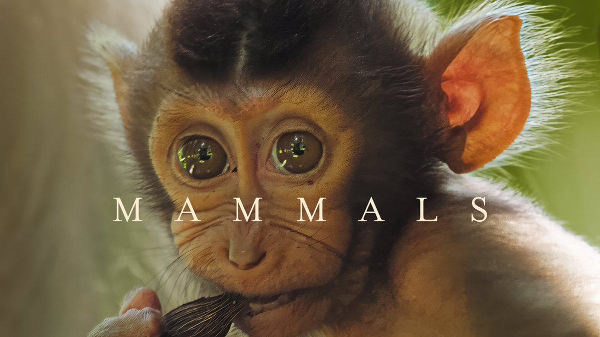 🐅 'The resilience of mammals and their ability to adapt to almost any situation is inspiring' David Attenborough's new series Mammals is coming to @BBCiPlayer & @BBCOne on 31 March at 7pm Meet the team behind the series and watch the trailer! More ➡️ bbc.in/4coktbc