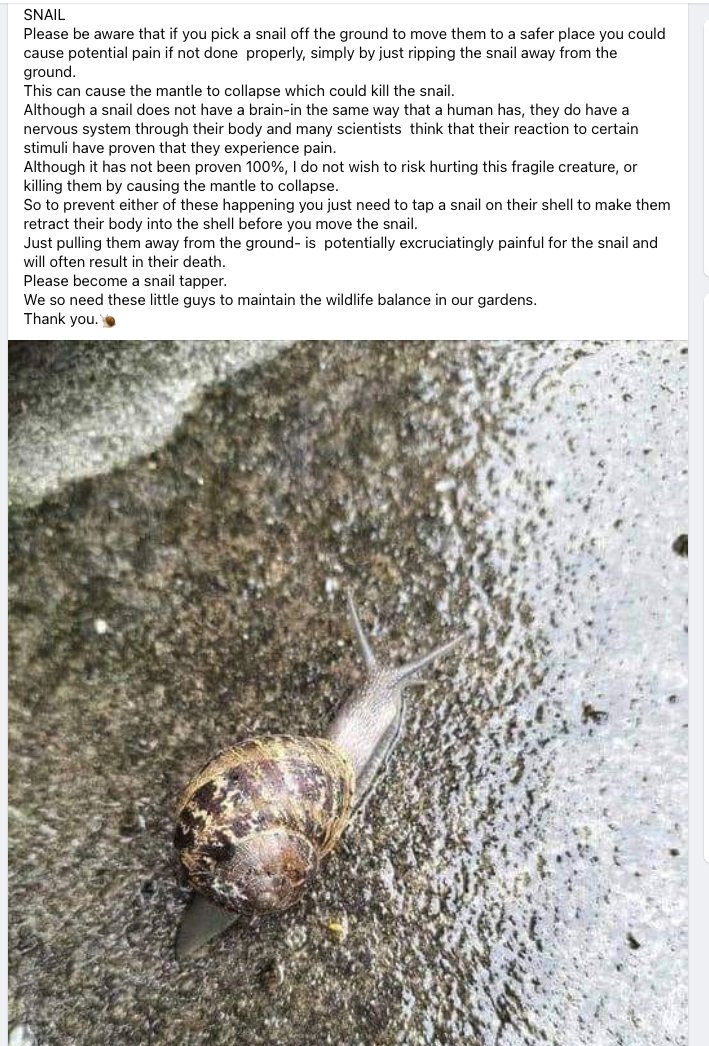 As somene who regularly rescues snails this shook me to my core. The hurt I may have caused 😱 But is it true? Twitter hive mind please help prove the veracity (or otherwise) of these claims Meanwhile, I will be snail-tapping just in case.