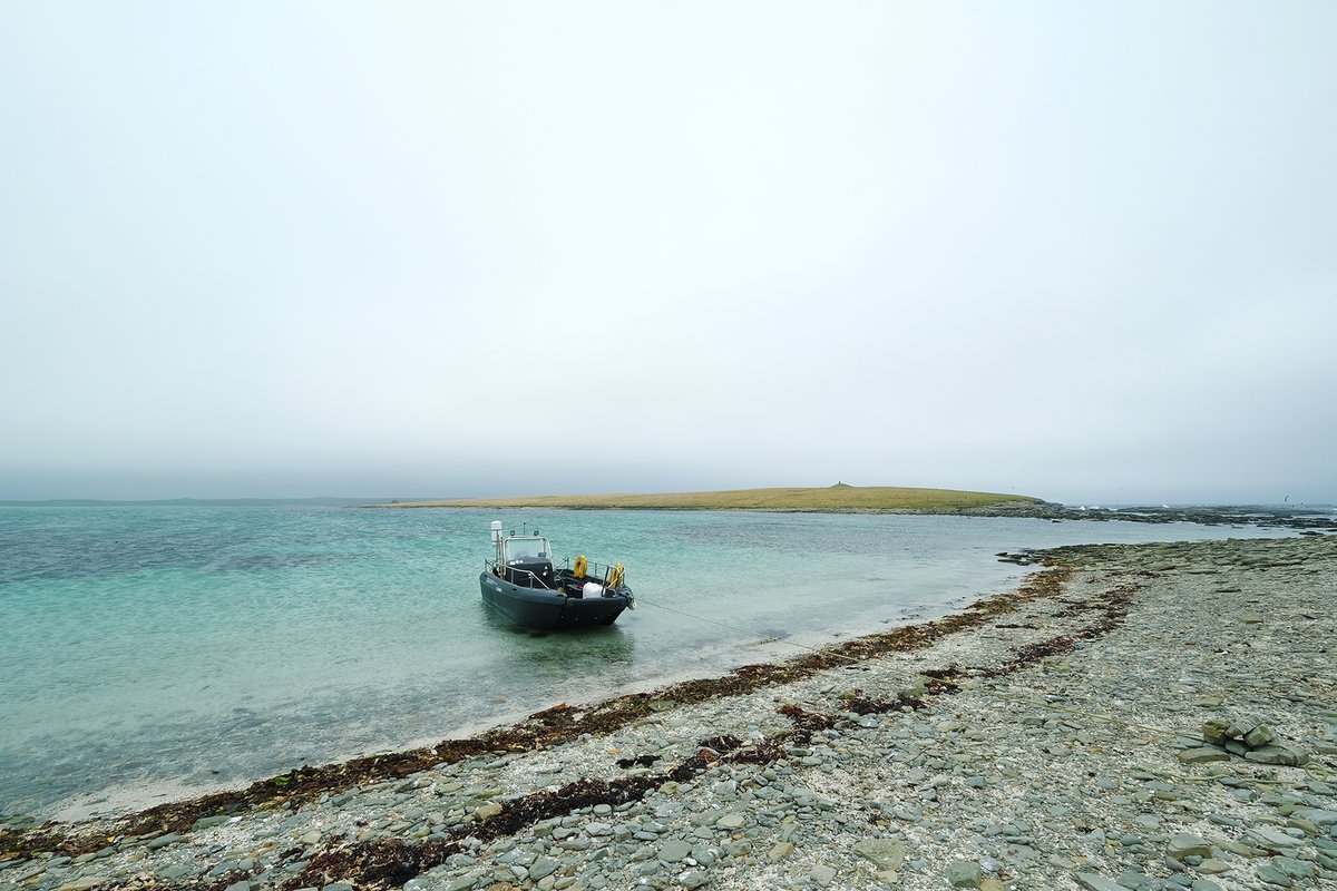 Our boat trips out to the magical Holm of Papay start again in the first week of May. #Neolithic burial cairns, Arctic terns, and a true marooned experience! #Papay #boattrips #Orkney #holmsweetholm #archaeology #visitscotland