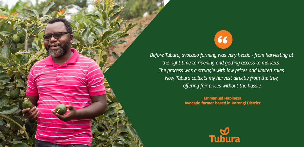 Discover how Emmanuel Habineza improved his avocado business by partnering with #Tubura to sell his produce through our Market Access Program. He explains how he elevated his farming business with #Tubura. #FarmingforBusiness #MarketAccess #RwOT