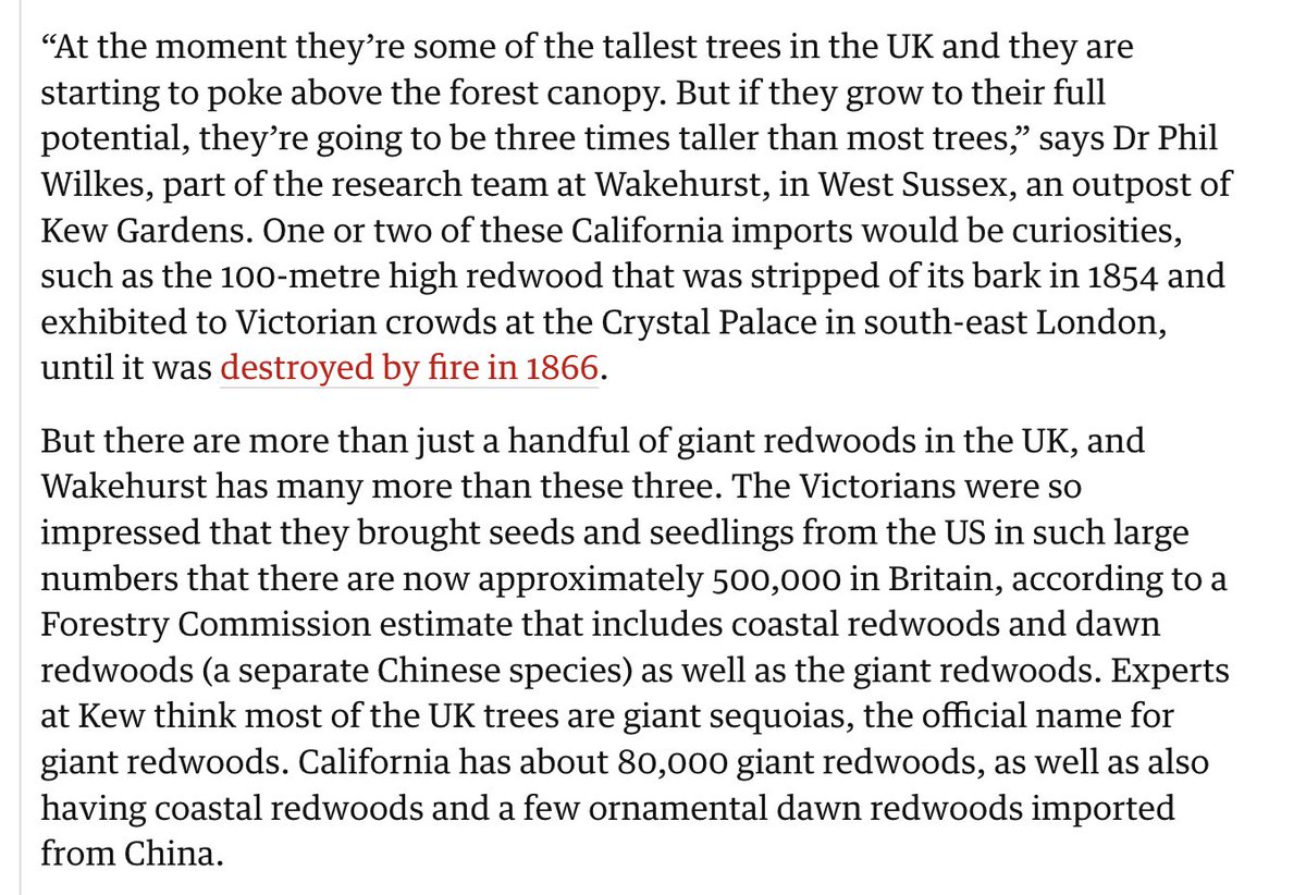 it's very beautiful to me that the victorians created a generationally-slow tree timebomb by planting half a million giant redwoods in the UK, which are only now beginning to outgrow native trees theguardian.com/environment/20…
