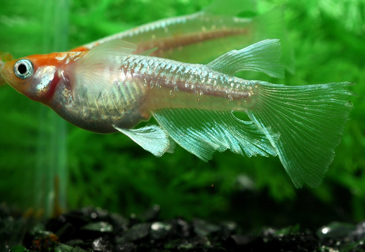 medaka_matsuya's tweet photo. 個体が大きいとピントを合わせるのが楽でかなり撮りやすい。
そして大きいと個体の見応えも良い。
今は携帯電話でもマクロレンズをつけて一眼レフに近い、綺麗な写真を撮れるのですごい時代になったもんだ👴
#めだか
#メダカ
#松家
#福山市
#広島県 https://t.co/mwMQDQq8Y6