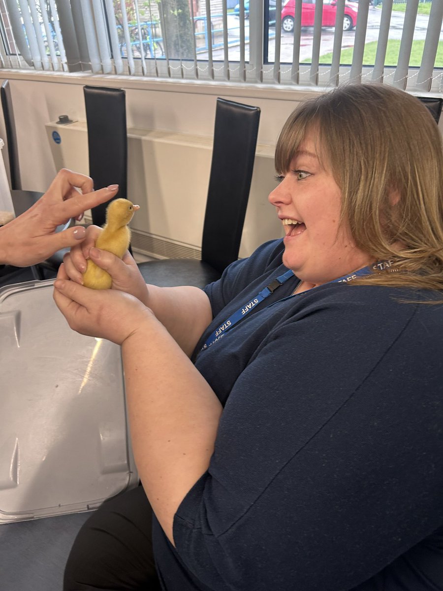 Monday morning briefing has been derailed by Kieran the duckling. 🐥 @MrsH007 is dreaming up plans of how we can create a Dane Bank pond #danebankduckling @clictrust