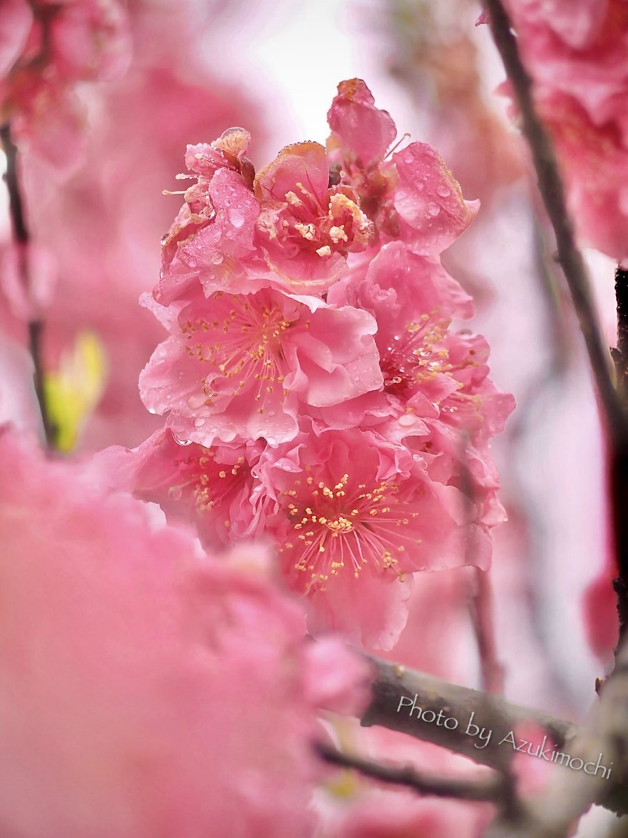 azukimochi_3rd's tweet photo. 雨の桃花 https://t.co/shi2axx6ge