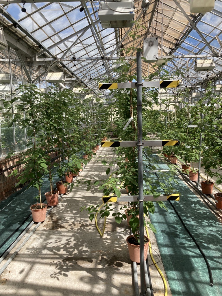 𝗡𝗖 𝗛𝗼𝗿𝘁𝗶𝗰𝘂𝗹𝘁𝘂𝗿𝗲

Did you know? The horticulture industry contributes £24 billion to the UK economy annually + employs over half a million people! 🌼

Whether you're into science, or have green fingers, this course is for you. 

Apply now →bit.ly/HorticultureNC