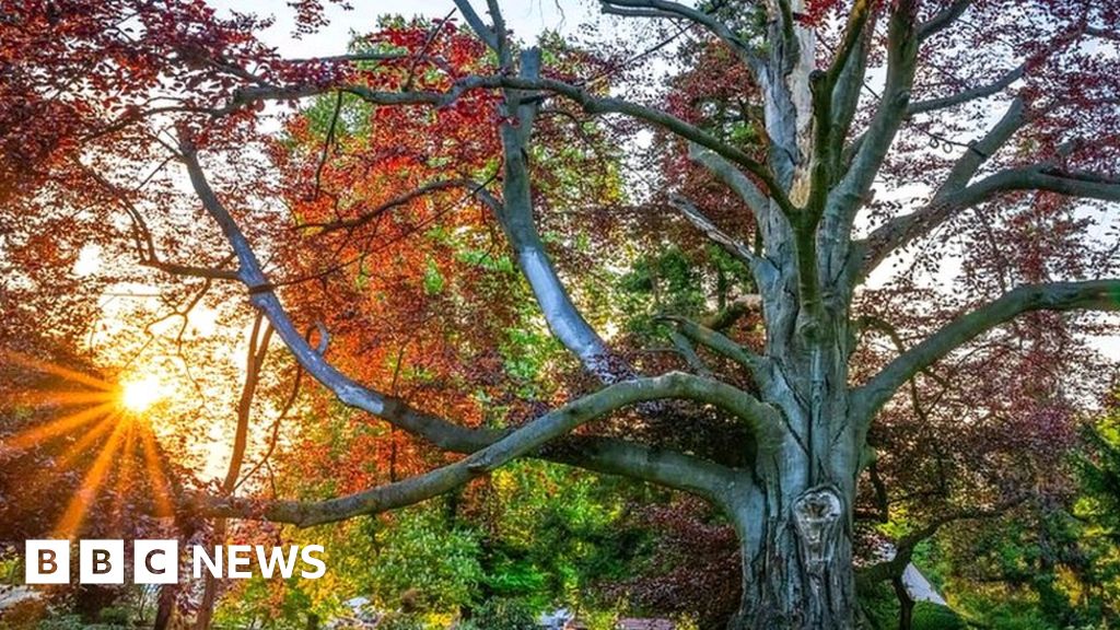 Poland's 'Heart of the Garden' crowned #TreeoftheYear bbc.co.uk/news/science-e… #trees #environment