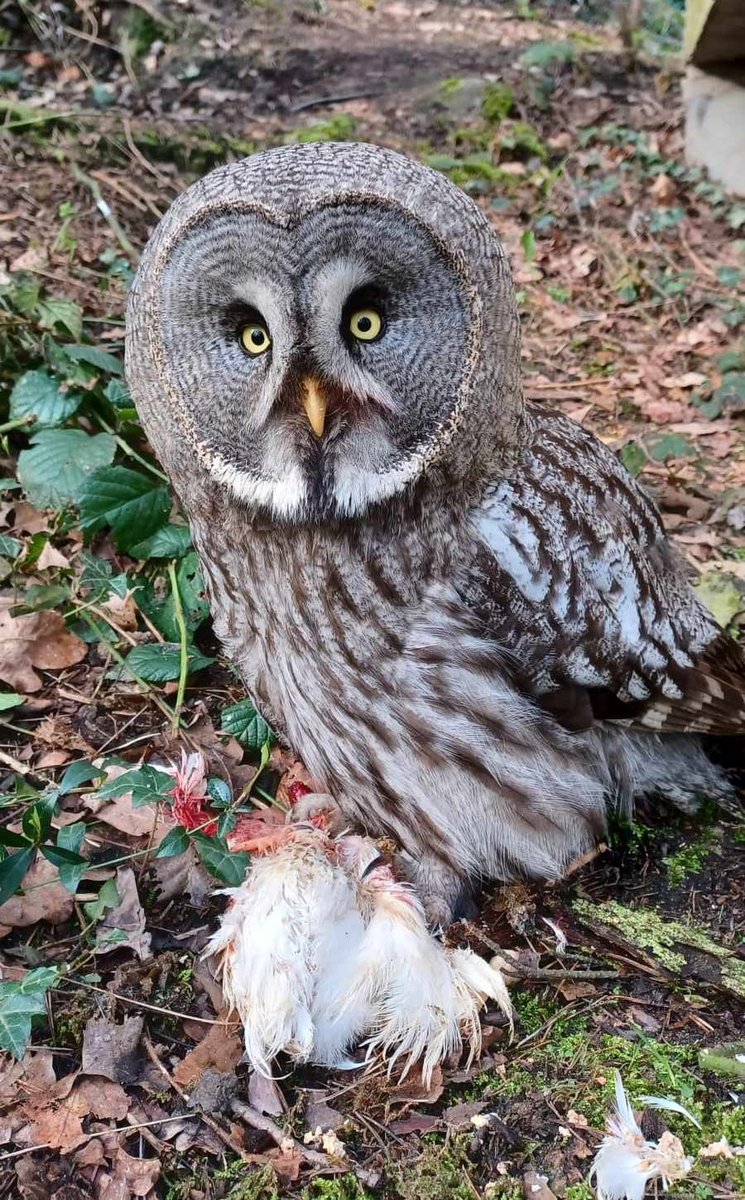 🦉Puštík bradatý🦉
Strix nebulosa/ Great grey owl / Bartkauz
Červený seznam - málo dotčený druh, CITES II
Dle rozměrů těla se jedná o jednu z největších sov světa, větší je jen výr velký.
Foto: chovatelka Michaela Doleželová
#zoo #Děčín #sova #owl