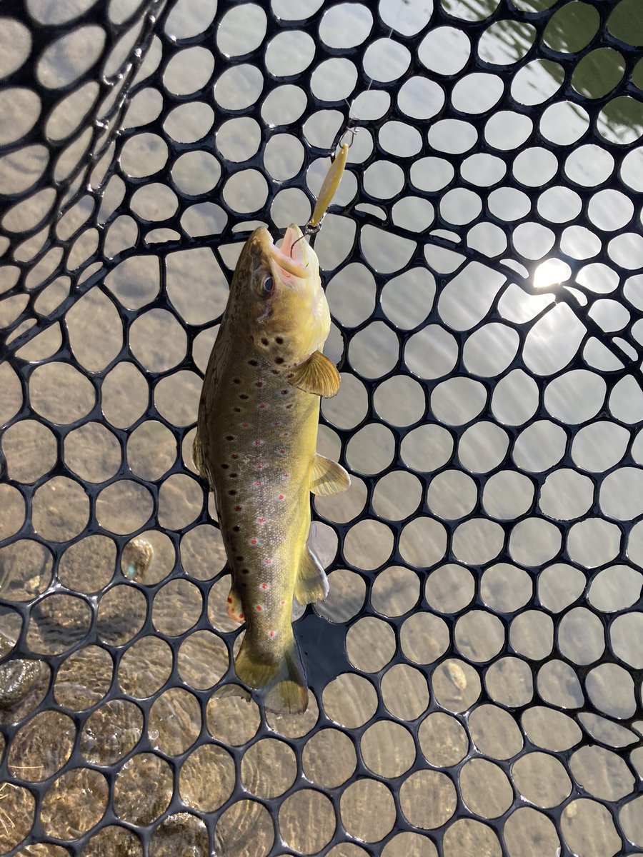 13Naikey's tweet photo. 今日は有休で午後からひらかわ3時間🎣
2枚しか持ってないロミーで、よく釣れました♪
いろんな誘い方ができて楽しかった!
早く通販の在庫復活しないかな。
残り時間はレイゲンで楽しみました。
#ダイゴミクス
#ダイゴマイトII
#Rhomy
#TCレイゲン https://t.co/QJe8uY6tBu