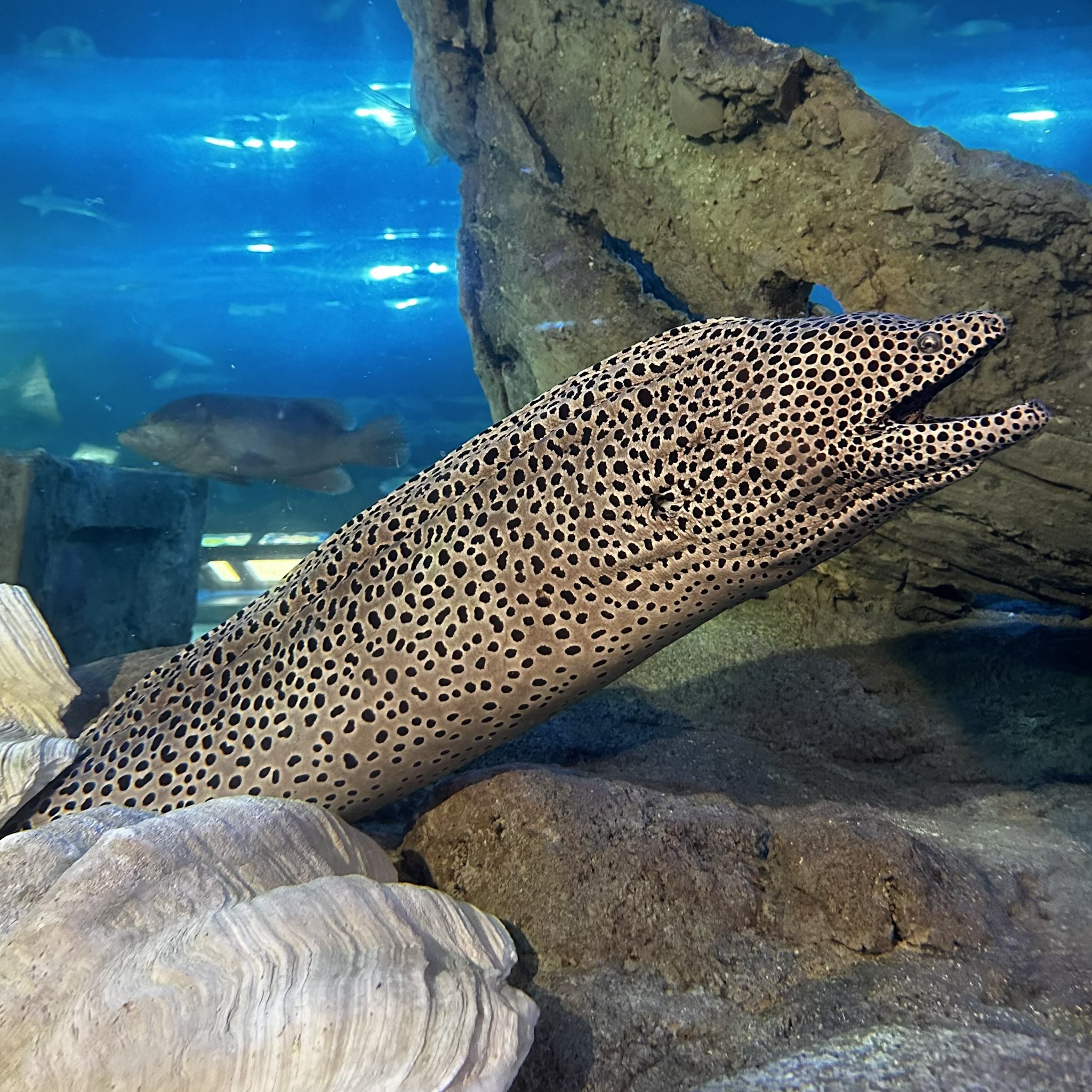 しながわ水族館 on X: 