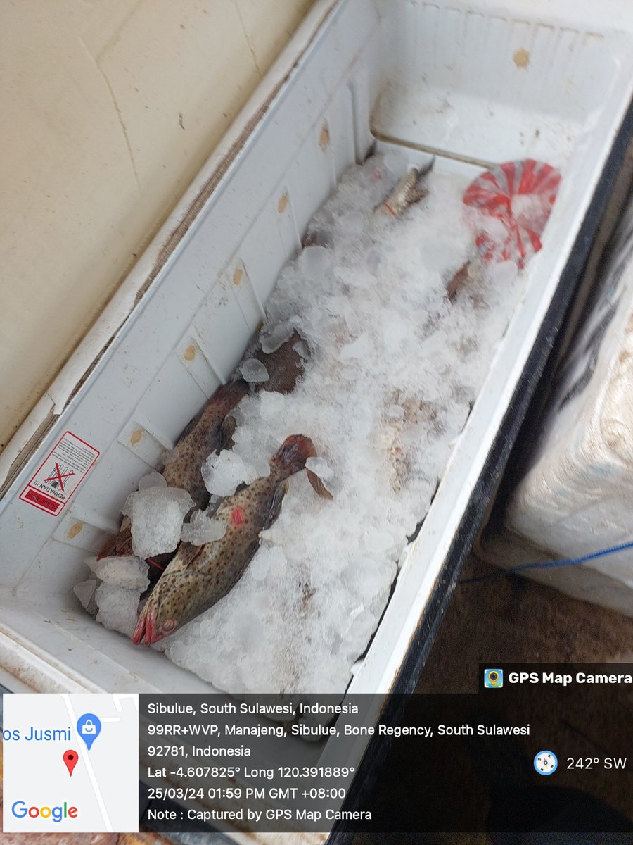 MSyafruddin15's tweet photo. Senin (25/3/2024), M. Syafruddin, Luhkan Kab. Bone, di KUB Anugrah Ds Manajeng, melaporkan tangkapan Ikan Kerapu, Rawai, Malam, sebanyak 100 kg, harga Jual 60000/kg #GiatLuhkanSatminkalMaros #Bone#Tangkap https://t.co/WLVSRPUkYP