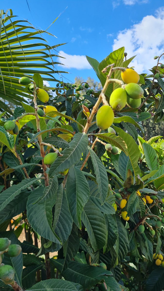 IckeBernd's tweet image. #Pathos 
So ersten Arbeitseinsatz 
hinter mir. Honig geholt, Orangen geerntet!
Die Kumquats sind leider 
no h nicht soweit !Bewässerung läuft, ab zum
2. Frühstück !