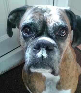 3 years ago today our one eyed wonder went over the bridge We miss her everyday 👁🐾❤🌈 #dogsoftwitter #boxerdogs