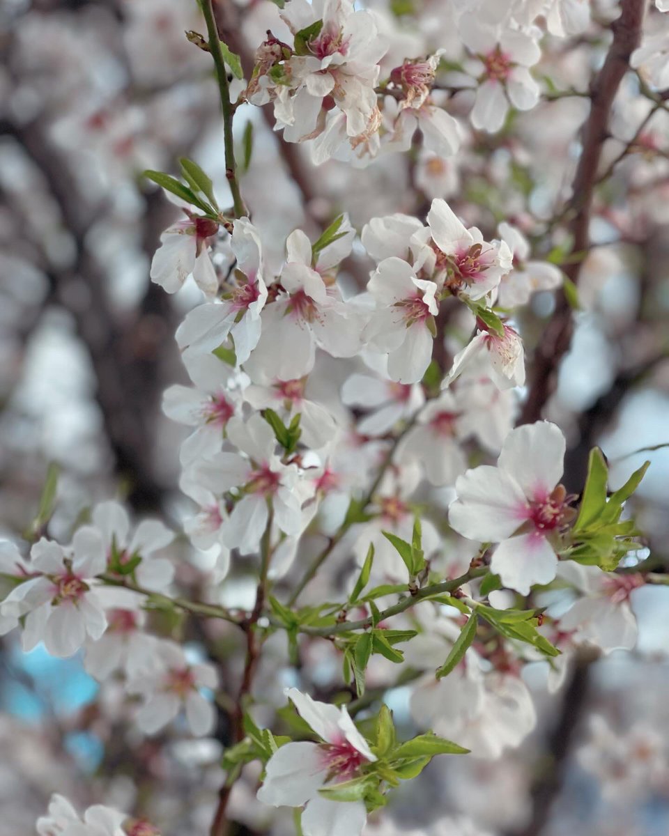 C’est le retour du #lundifleuri avec les amandiers en fleurs à #Saillon. 

Belle semaine 🤩