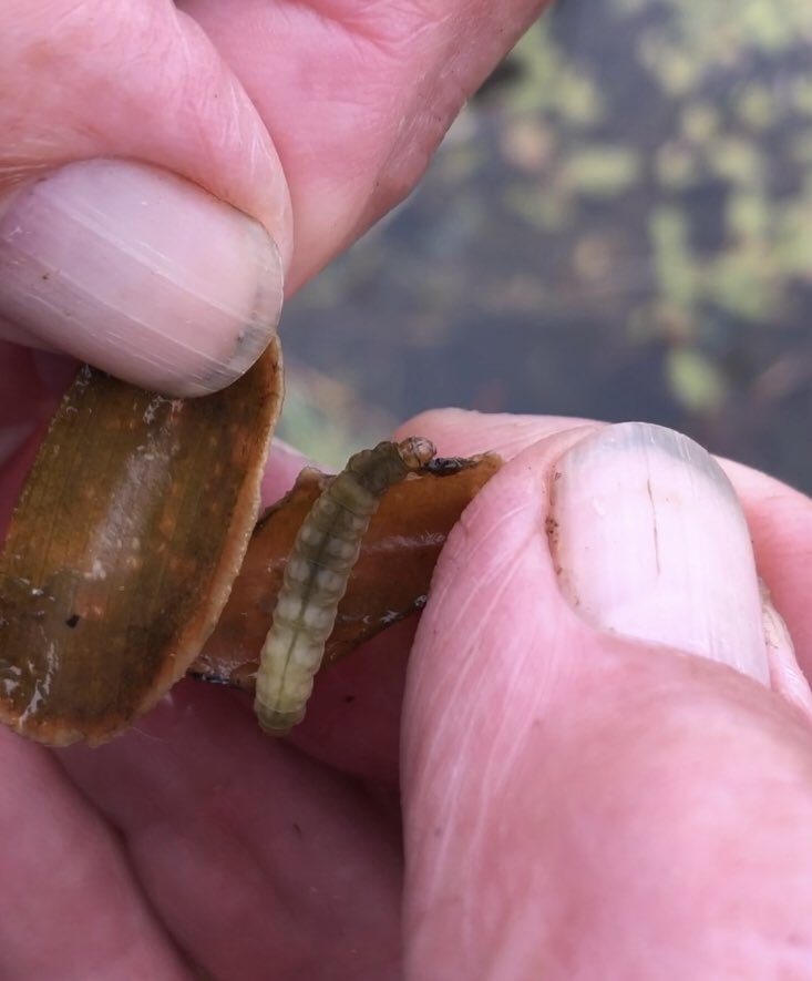 Did you know that there are some moths in the U.K. with entirely AQUATIC CATERPILLARS?! I didn’t, until last year when I was introduced to the Brown China-mark (Elophila nymphaeata). 

What a moth. 🤯🐛

#MothMonday #MothsMatter