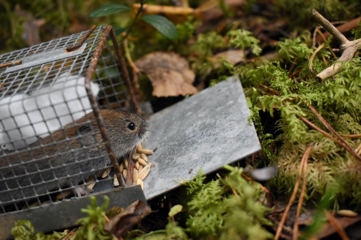 We have a new blog post on the paper, “effects of food supplementation and helminth removal on space use and spatial overlap in wild rodent populations”, written by @J9Mistrick. Check it out below 🐭 buff.ly/3PuvM7S