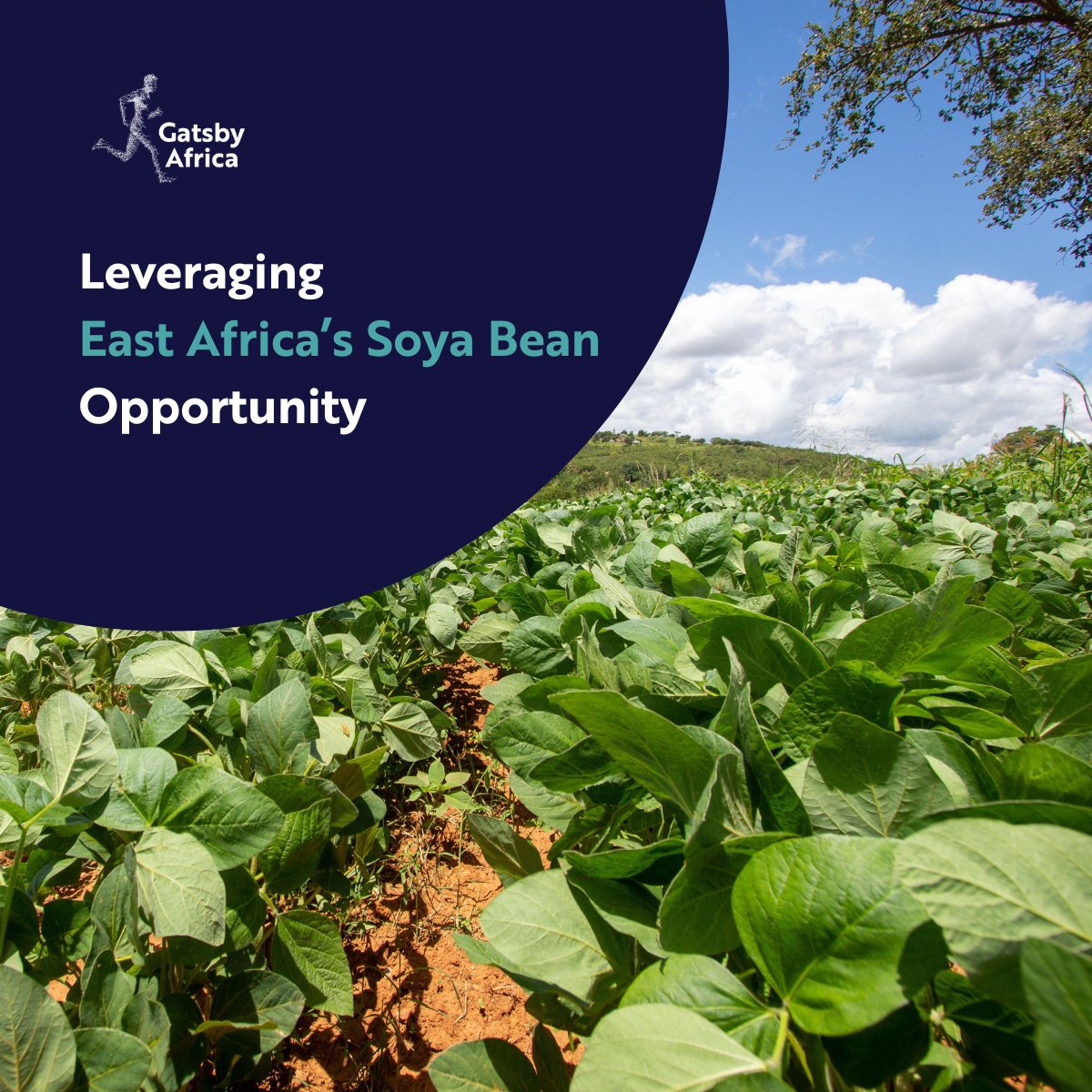 🔍 Curious about East Africa's soya bean opportunity? Our comprehensive report will uncover insights on increasing productivity, enhancing soil health, and contributing to economic growth. Read more: bit.ly/soya-bean-oppo… #SustainableGrowth #EastAfrica #SoyaBean #EdibleOil