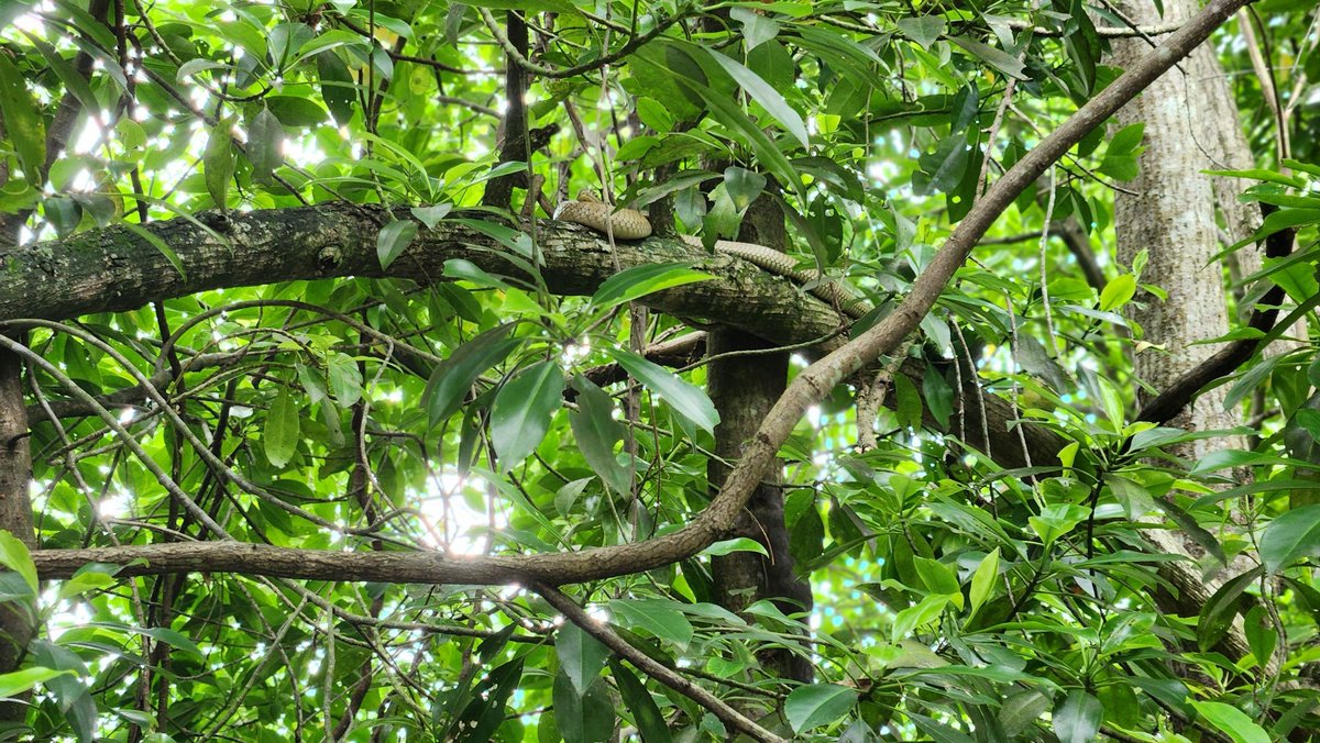 Recent meeting with Singapore's National Parks Board at @BulohSungei, #FlywayNetworkSite No.73, was a unique chance to strengthen ties with government partners and commit to #ASEANFlywayNetwork Phase II with a key event unfolding in Cambodia in March. Stay tuned for more update!