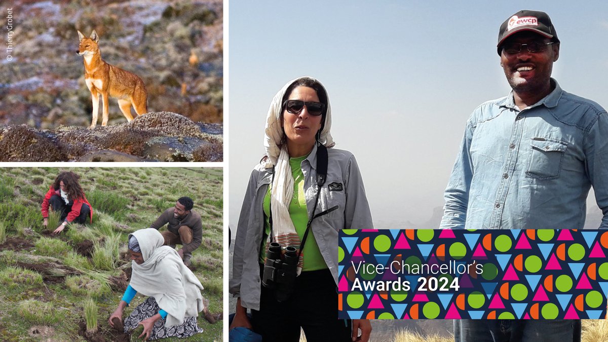 Congratulations to @Girma_EsheteJ & @MarinoJorgelina on being shortlisted for an Oxford University Vice Chancellor’s Environmental Sustainability Award - recognising #Ethiopian #Wolf Conservation Programme's successes in community-based #conservation. See: bit.ly/3TLSv0L