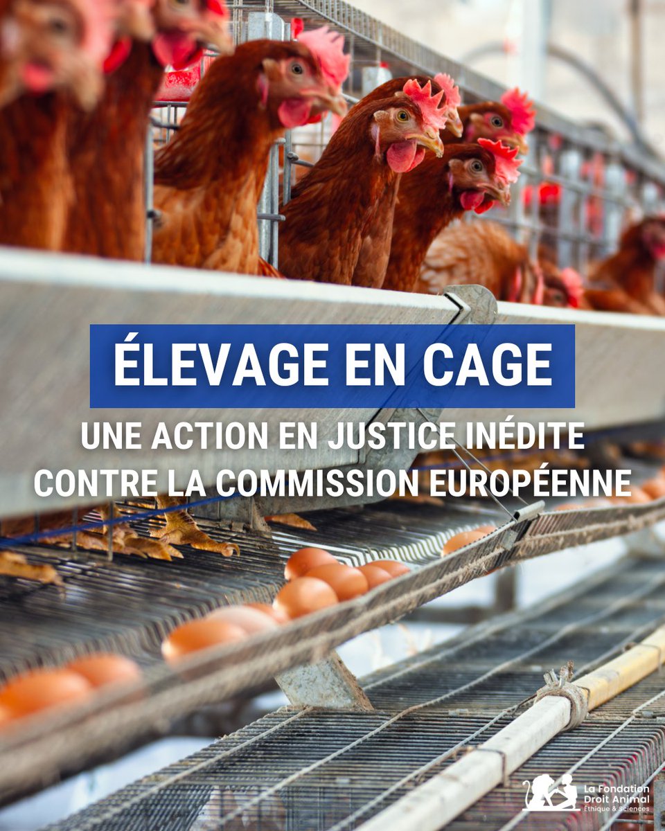 🇪🇺 La Commission européenne n’a pas tenu sa promesse ! ❌ Elle s’était engagée à présenter, avant la fin 2023, une nouvelle proposition législative visant à éliminer progressivement les cages pour les animaux d’élevage. Cependant, aucun texte n’a été présenté et la Commission a…
