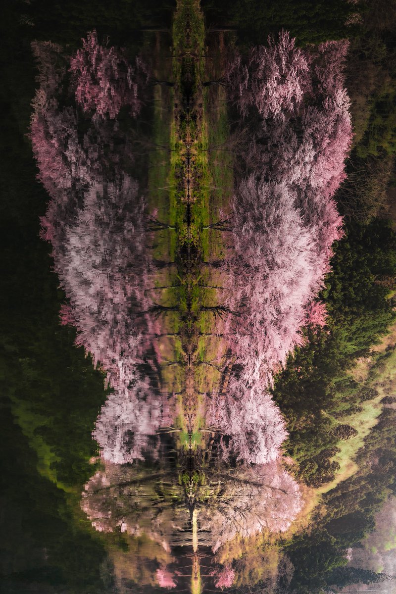 反転する春

是非スマホを横にしてご覧下さい✨

$BLOCK