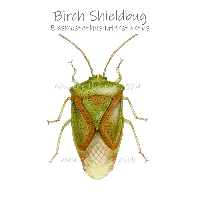 riedesigned's tweet image. Birch Shieldbug in watercolours.
#Shieldbug #NaturalHistoryArt #NaturalHistoryArtist #WildlifeArt  #BritishWildlife #Invertebrates