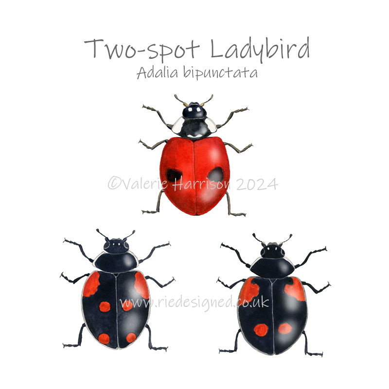 riedesigned's tweet image. 2-spot Ladybird in watercolours.
 #NaturalHistoryArt #NaturalHistoryArtist #WildlifeArt #Ladybirds #BritishWildlife #Invertebrates