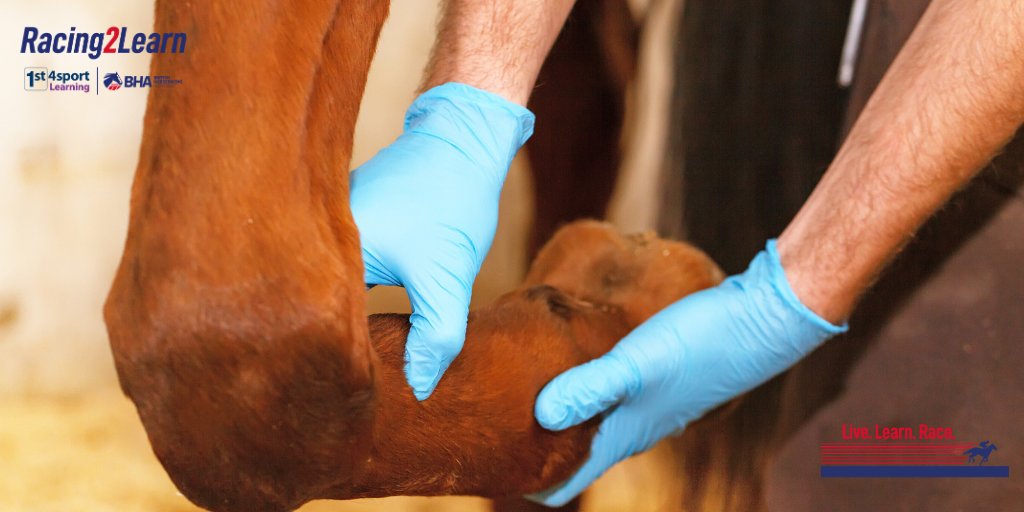 Do you know what a resting horse’s heart and respiratory rate should be? When might you apply a bib to a horse? When would you tub a horse? bit.ly/HorseHealthL3 𝗟𝗲𝘃𝗲𝗹 𝟯 𝗛𝗼𝗿𝘀𝗲 𝗶𝗻 𝗦𝗶𝗰𝗸𝗻𝗲𝘀𝘀 𝗮𝗻𝗱 𝗛𝗲𝗮𝗹𝘁𝗵 𝗲𝗟𝗲𝗮𝗿𝗻𝗶𝗻𝗴 𝗖𝗼𝘂𝗿𝘀𝗲