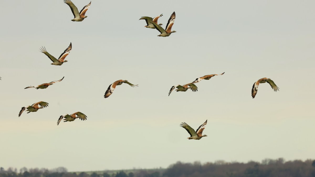 Starting off the week, here's a recent photo of some of the females in flight. With thanks to Phill Tryner for the image.