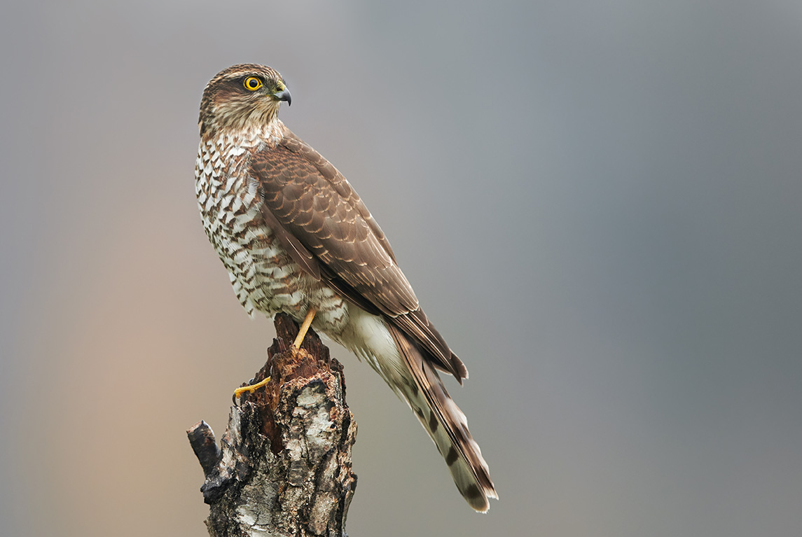 We’re appealing for information following the shooting of a Sparrowhawk at Nosterfield Nature Reserve on either Wednesday 20 or Thursday 21 March - find out more at orlo.uk/IR4lR @Natures_Voice  #wildlifecrime