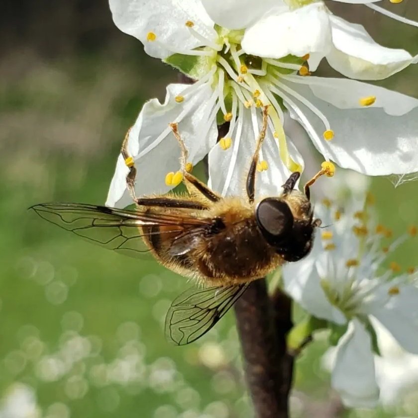 Big red mites on veteran apple. Peacock butterfly on blackthorn. Pollinator on plum blossom. Sunday 24th March 2024. ✅✅✅ Google Lens says Trombidium holosericeum for the mite. About 4mm long body. Never seem them before.