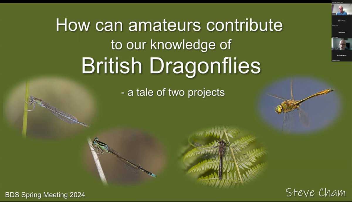 From the BDS Spring Meeting playlist: How amateur projects can contribute to our knowledge of British Dragonflies by Steve Cham, Odonatologist and author - loom.ly/pYje_Fg