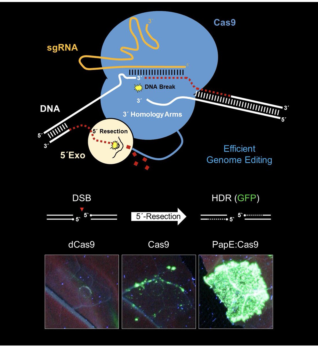 Finally online! Efficient HDR in plants by engineered CRISPR-endonucleases! Big Thanks to all involved! 🎉 doi.org/10.1016/j.molp…