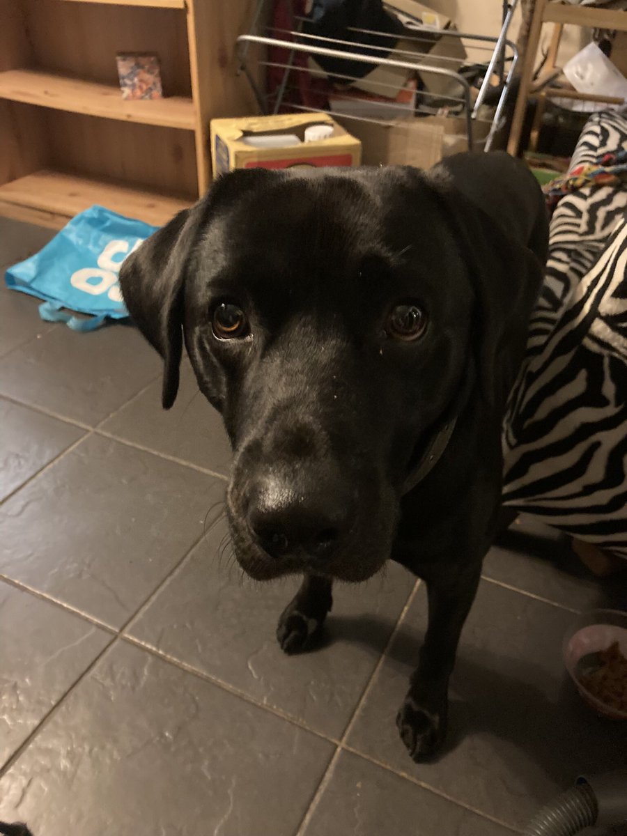 Danny__wright's tweet image. 4 1/2 year old male Labrador ll18 🏴󠁧󠁢󠁷󠁬󠁳󠁿🏴󠁧󠁢󠁷󠁬󠁳󠁿
