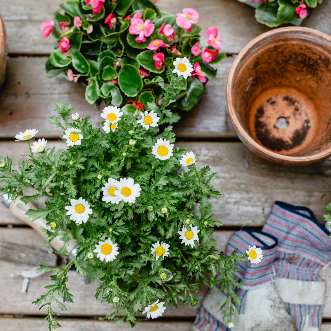 TopsoilDirect's tweet image. Transform your garden with Garden Topsoil Direct! 🌷 Use code Topsoil10 for 10% off topsoil &amp;amp; MARCH24GARDENING for 15% off select items. Offer ends soon. 🌿✨ #GTD #GardenEssentials