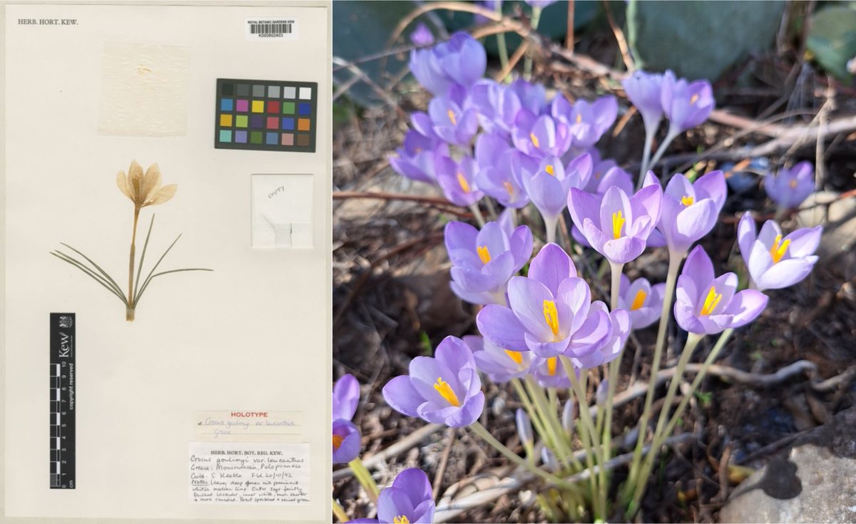 Many #Crocus species, including the #saffron crocus, are native to the #Mediterranean basin. Today we feature Crocus goulimyi, a species described from #Greece in 1955 by W.B. Turrill @KewBulletin doi.org/10.2307/4109221. Happy #GreekIndependenceDay 🇬🇷