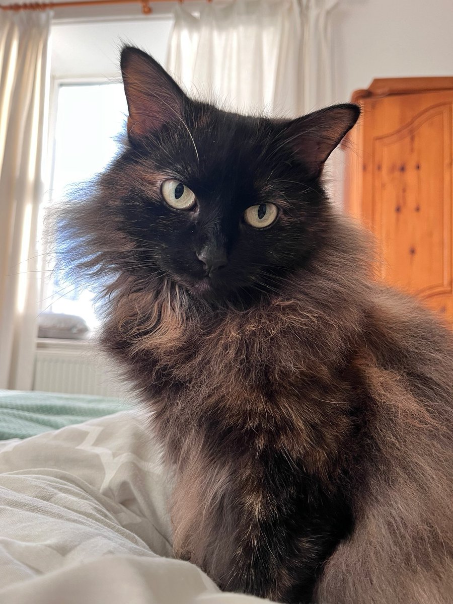 Amy 🇿🇦 🐈‍⬛ 🇮🇲 tweet media